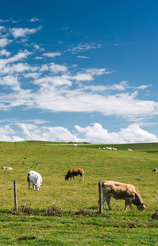 Vacas en un campo