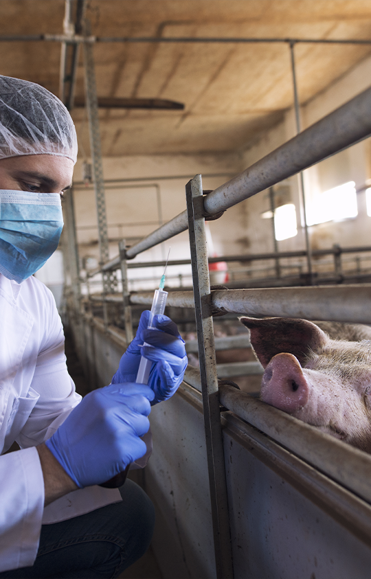Vacunación a un cerdo